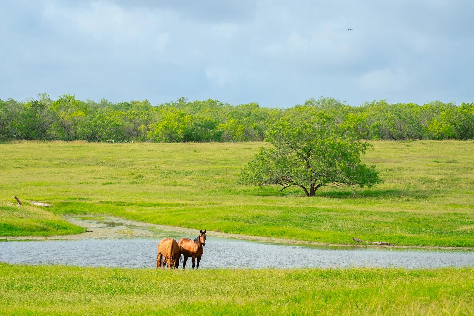 horses by the lake at Plum Creek Recovery Ranchc