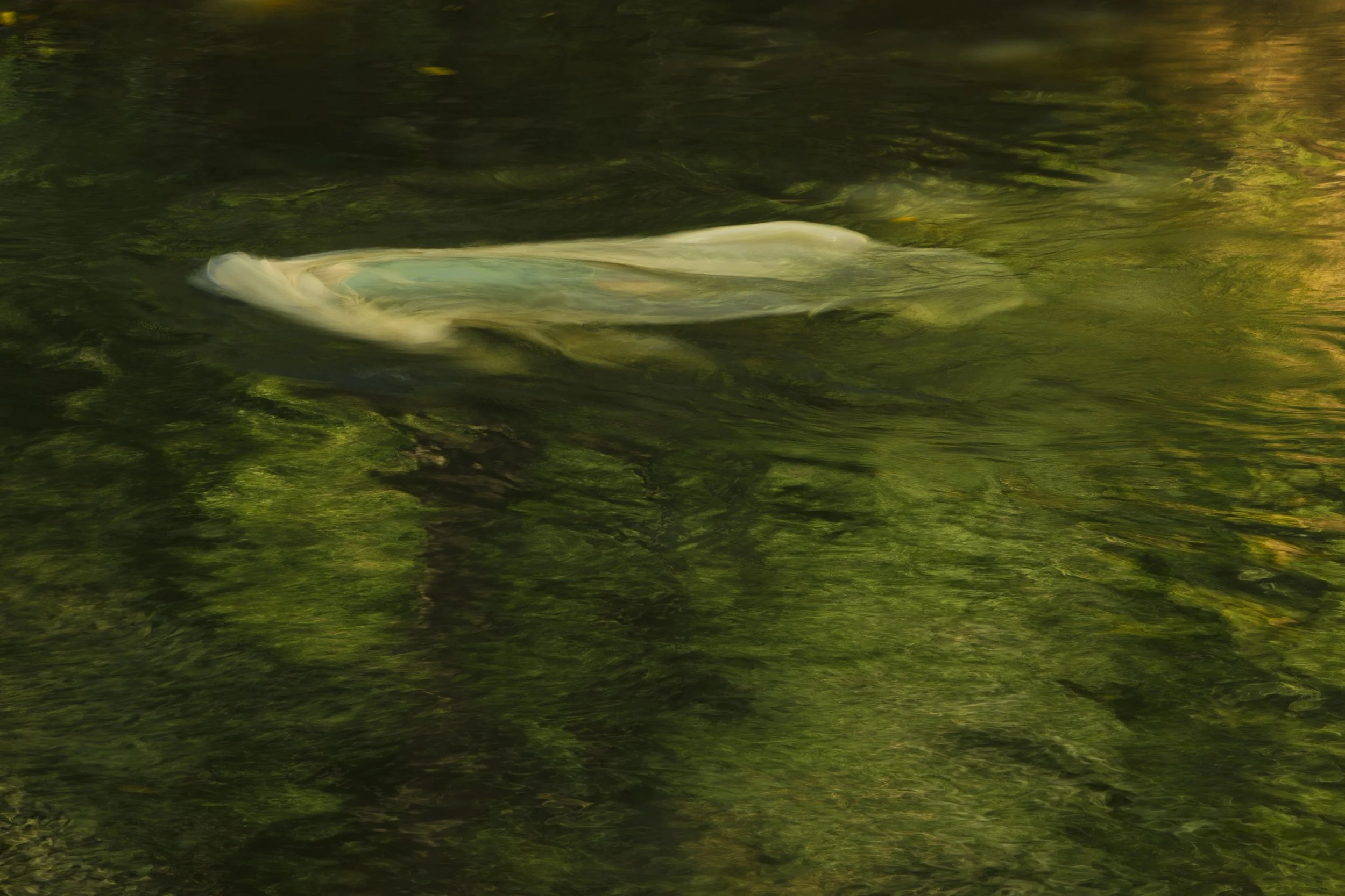 Sopro D'Água - Bonito-265.jpg