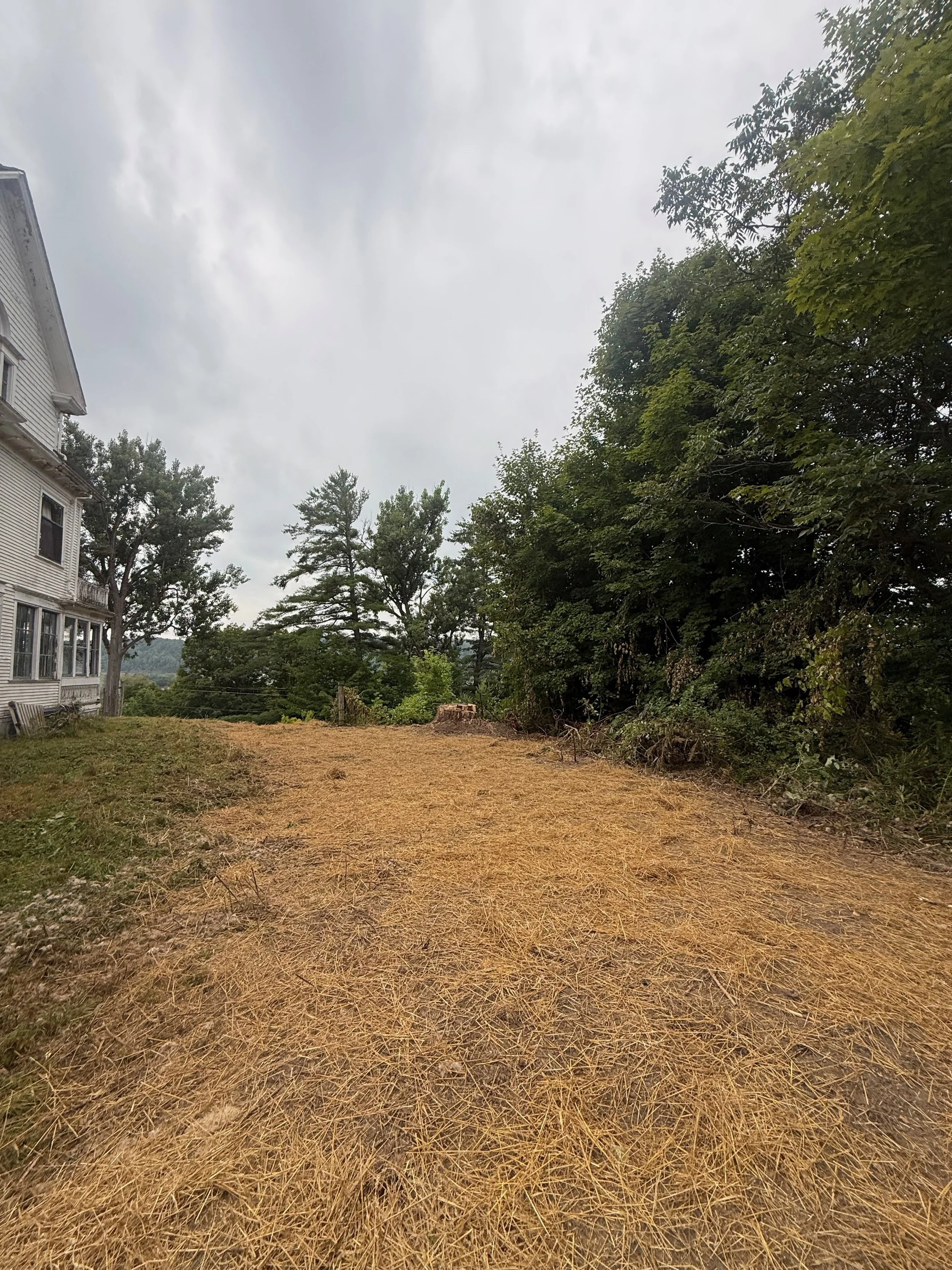 After - Tree removal