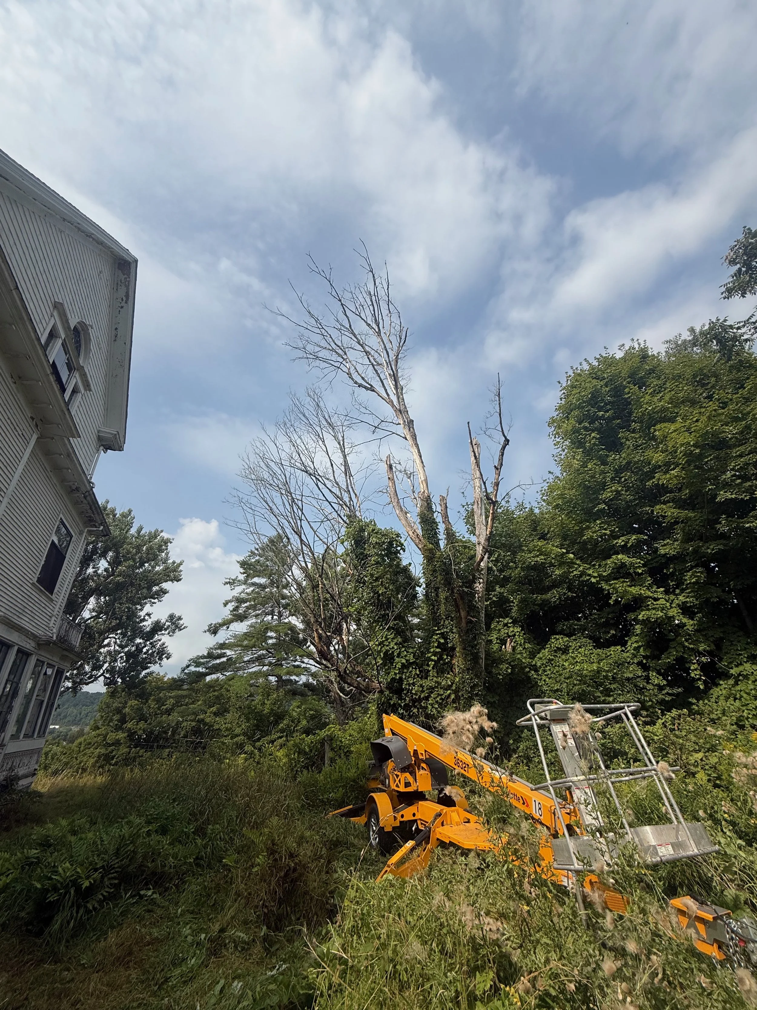 Before - Tree Removal