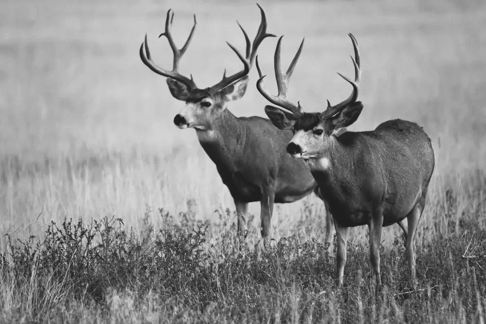 Two deer with large antlers in a grass field.
