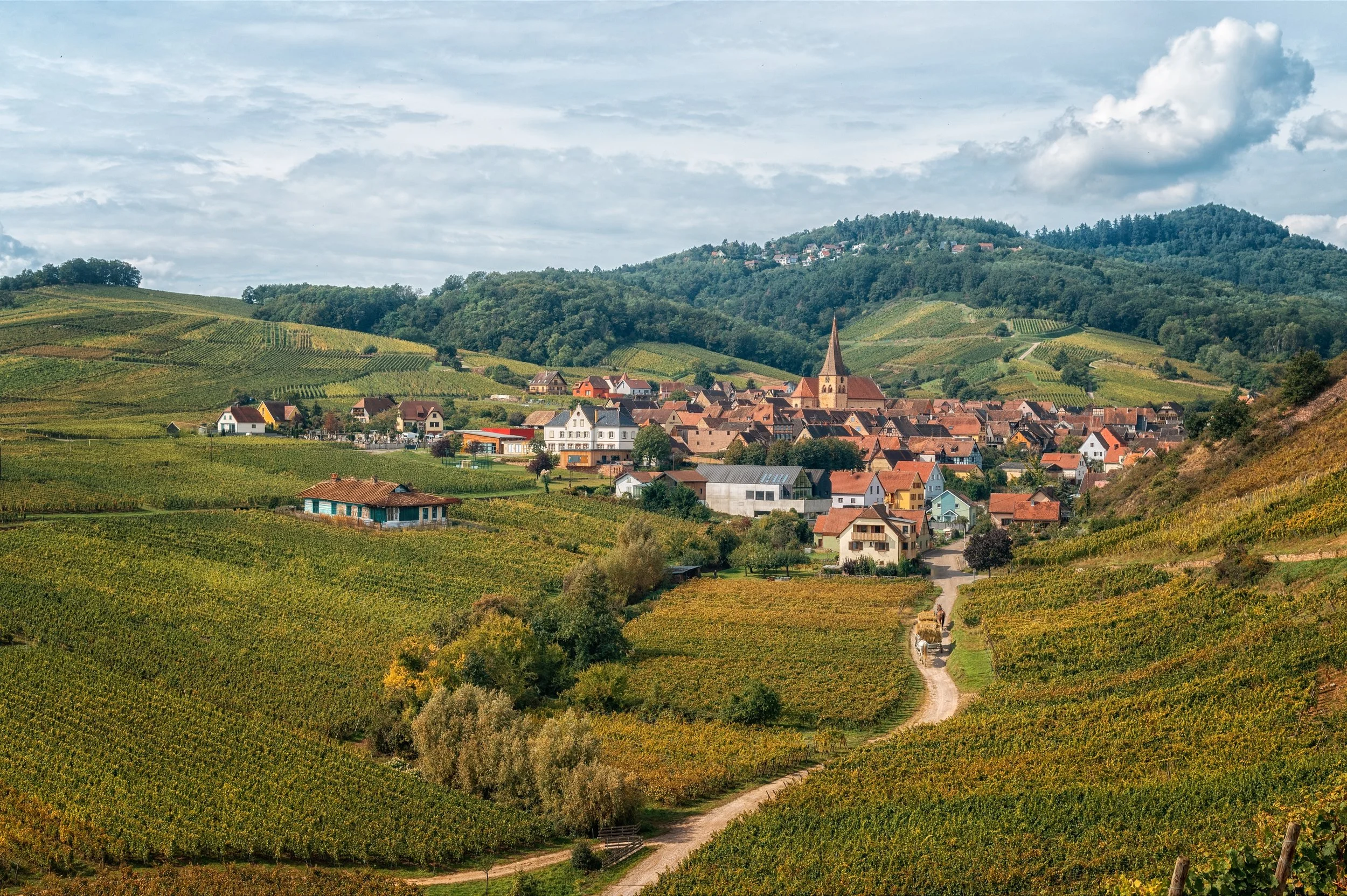 Le Vignoble d’Alsace : Un Terroir d’Exception au Cœur des Grands Vins Blancs