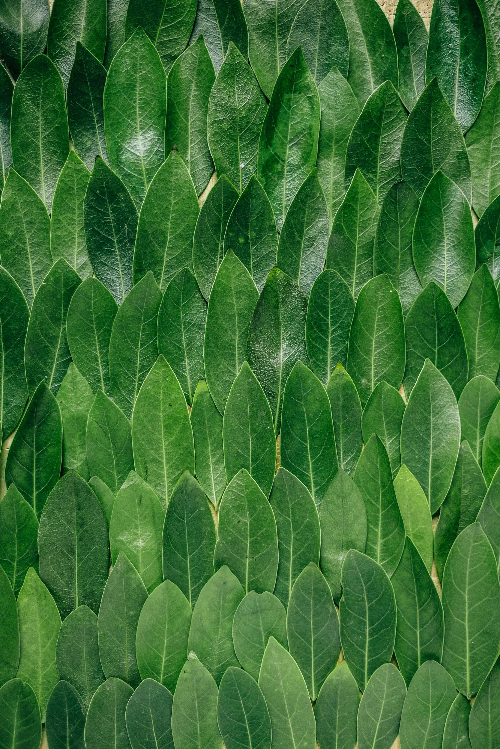 A close-up of numerous overlapping green leaves with prominent veins.