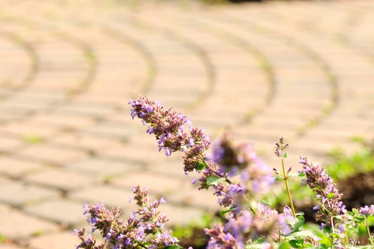 Why Spring Is the Best Time to Seal Pavers in South Florida