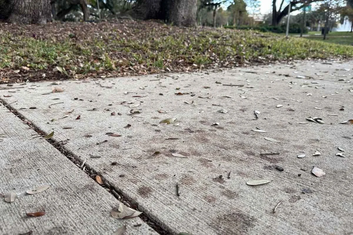 Driveway in South Florida with organic buildup and dark areas after humid weather.
