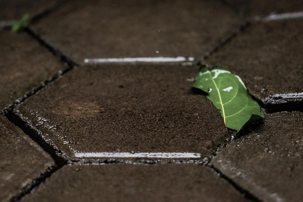 Close-up of concrete paver joints holding moisture after rain, showing how water can affect joint stability.