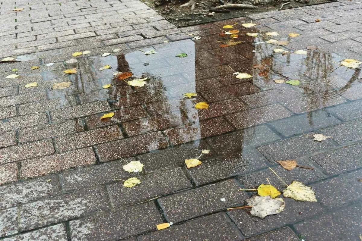 Residential driveway in South Florida where humidity and organic buildup can create slippery surfaces