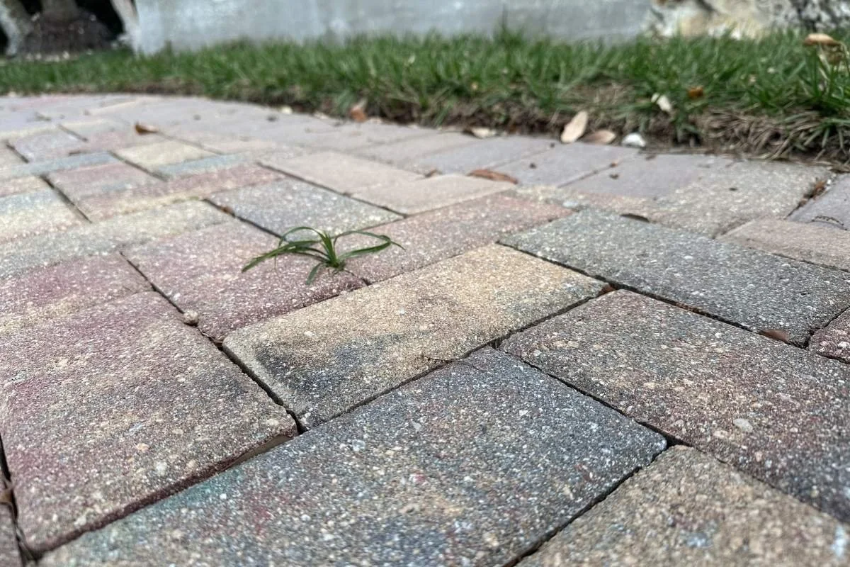 Faded brick pavers in Florida showing signs of needing resealing