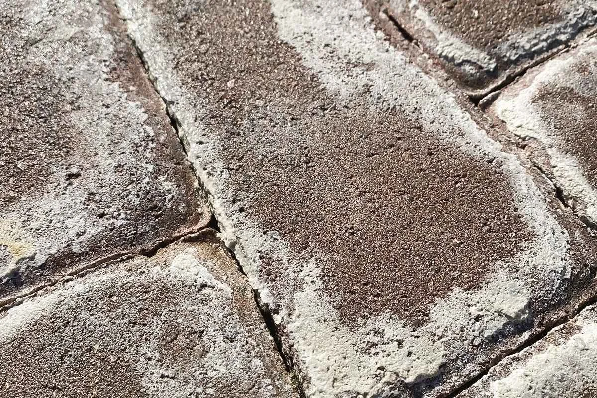 Close-up of white mineral salt deposits forming on brick pavers due to efflorescence.