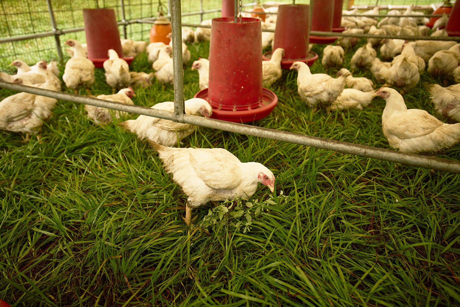 Yellow chickens in a green farm pen with red feeder tubes.