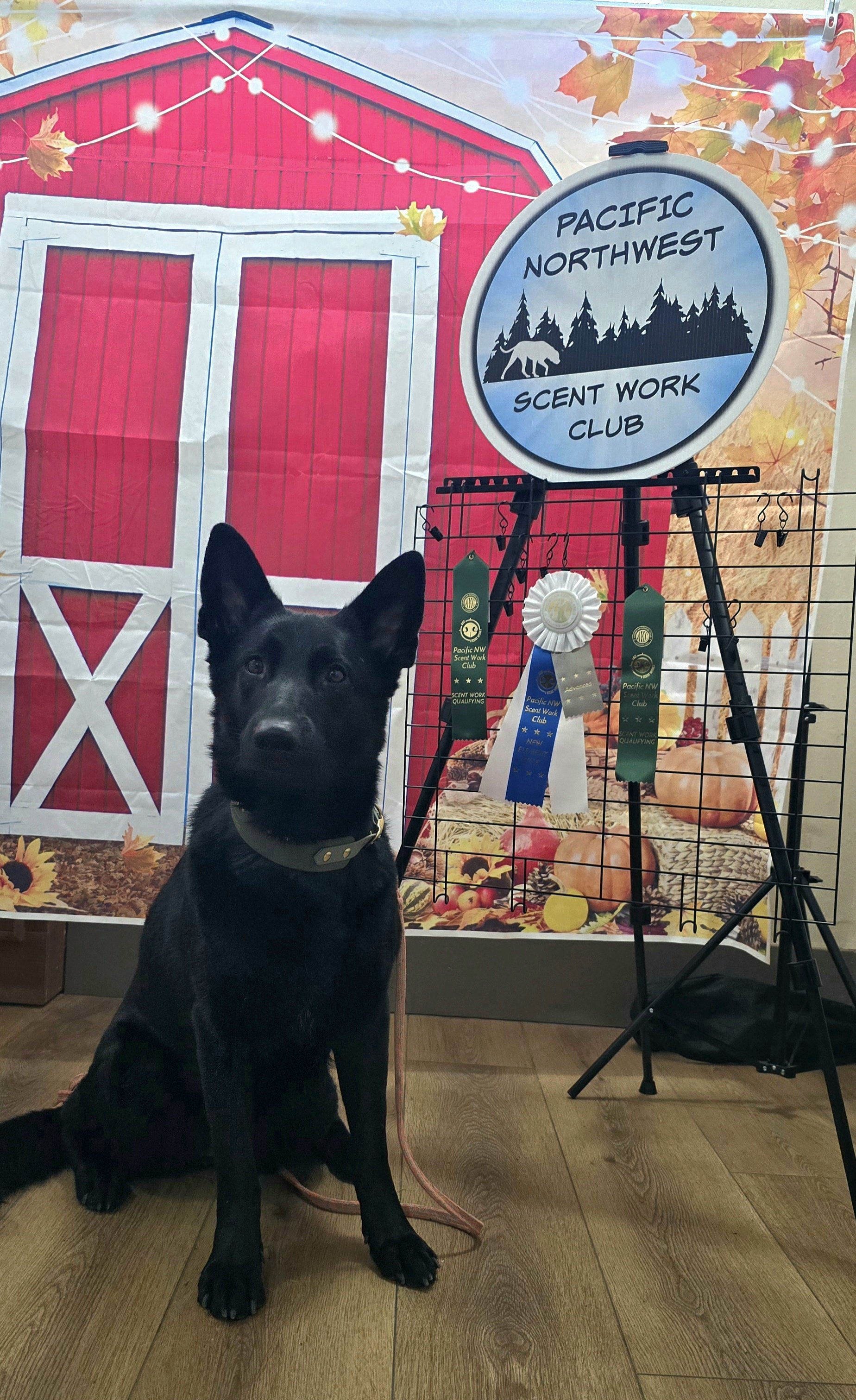 SCA title and 1/3 legs SBA