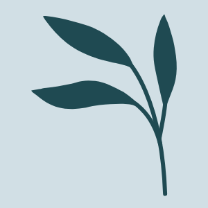 A simple plant illustration representing regenerative medicine clinic Austin Texas Westlake Medical Arts