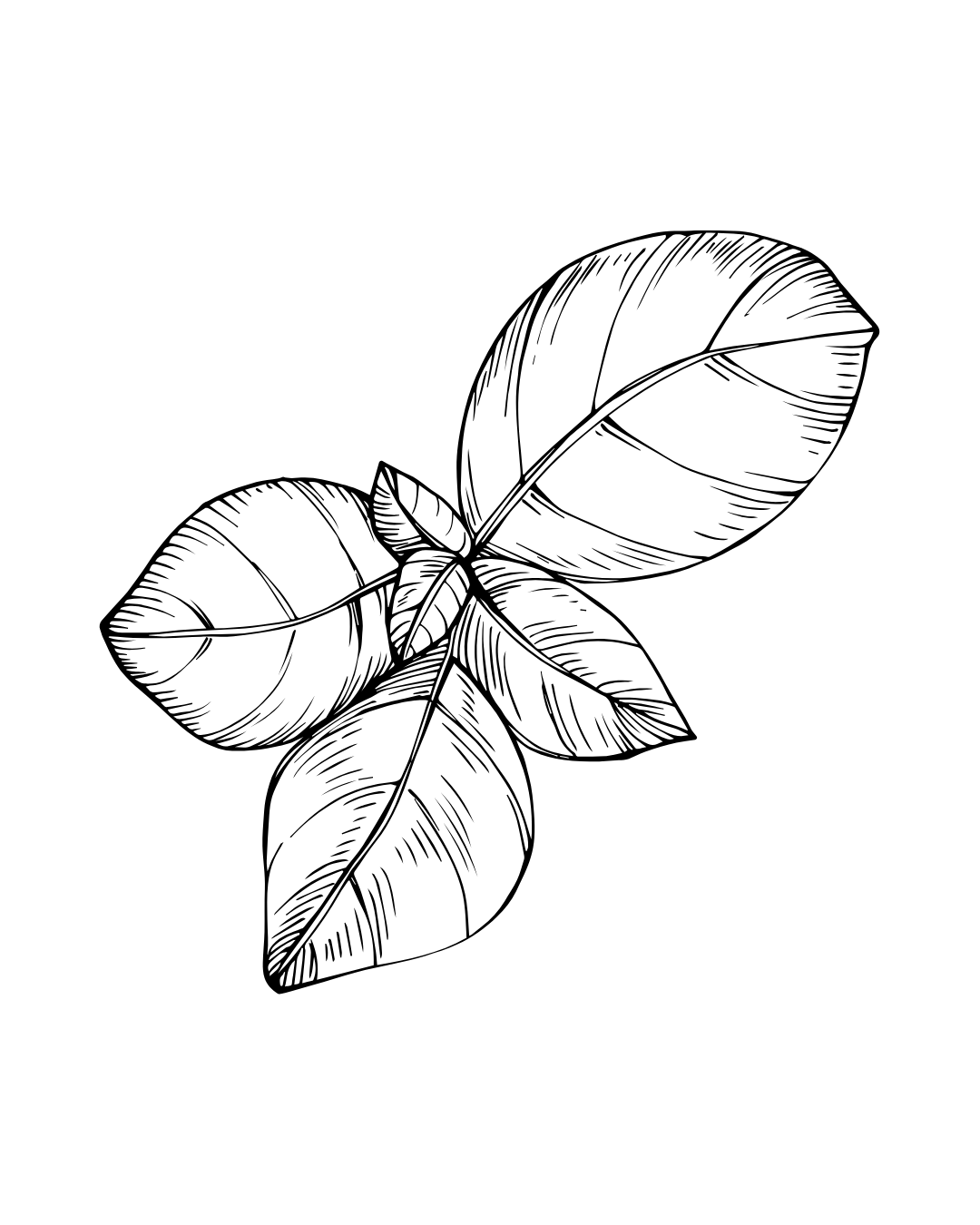 Black and white line drawing of four large leaves with detailed veining.