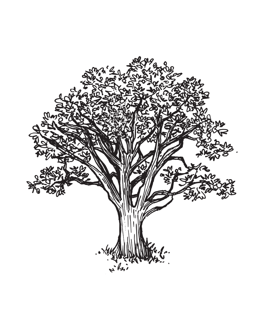 A black-and-white line drawing of a large, leafy tree with a thick trunk and numerous branches.