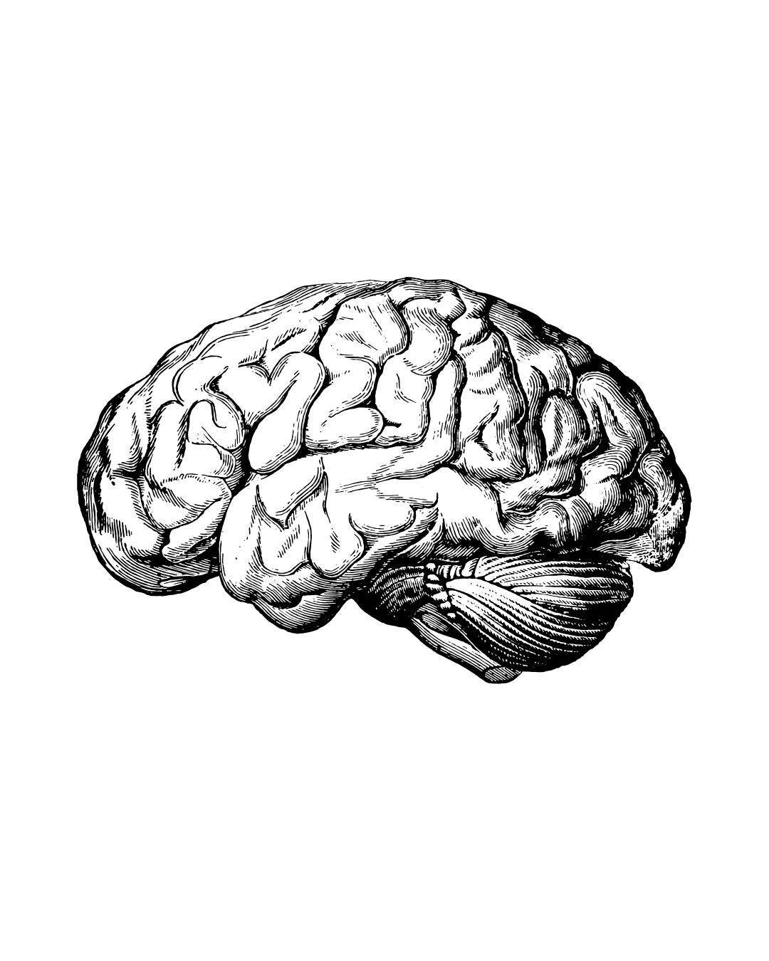 Black and white illustration of a human brain showing detailed folds and cerebellum.