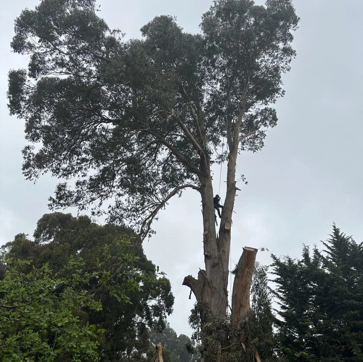 A person is cutting down a tall tree using climbing equipment. The tree has a thick trunk and branches with green leaves, and other trees are visible in the background.