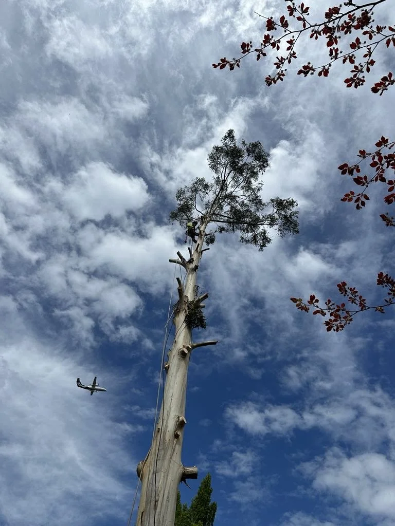 Professional arborist in Christchurch climbing a tall gum tree for safe tree removal under a blue sky