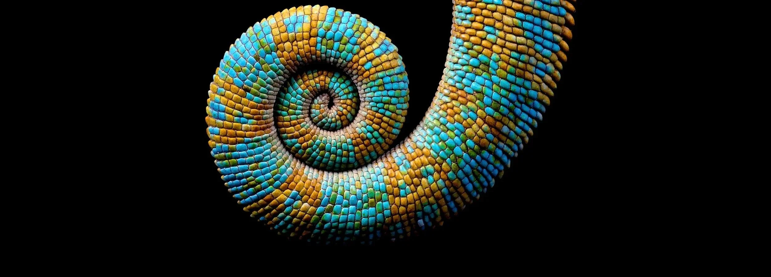 Close-up of a colorful spiral chameleon tail with blue, orange, and green scales on a black background.