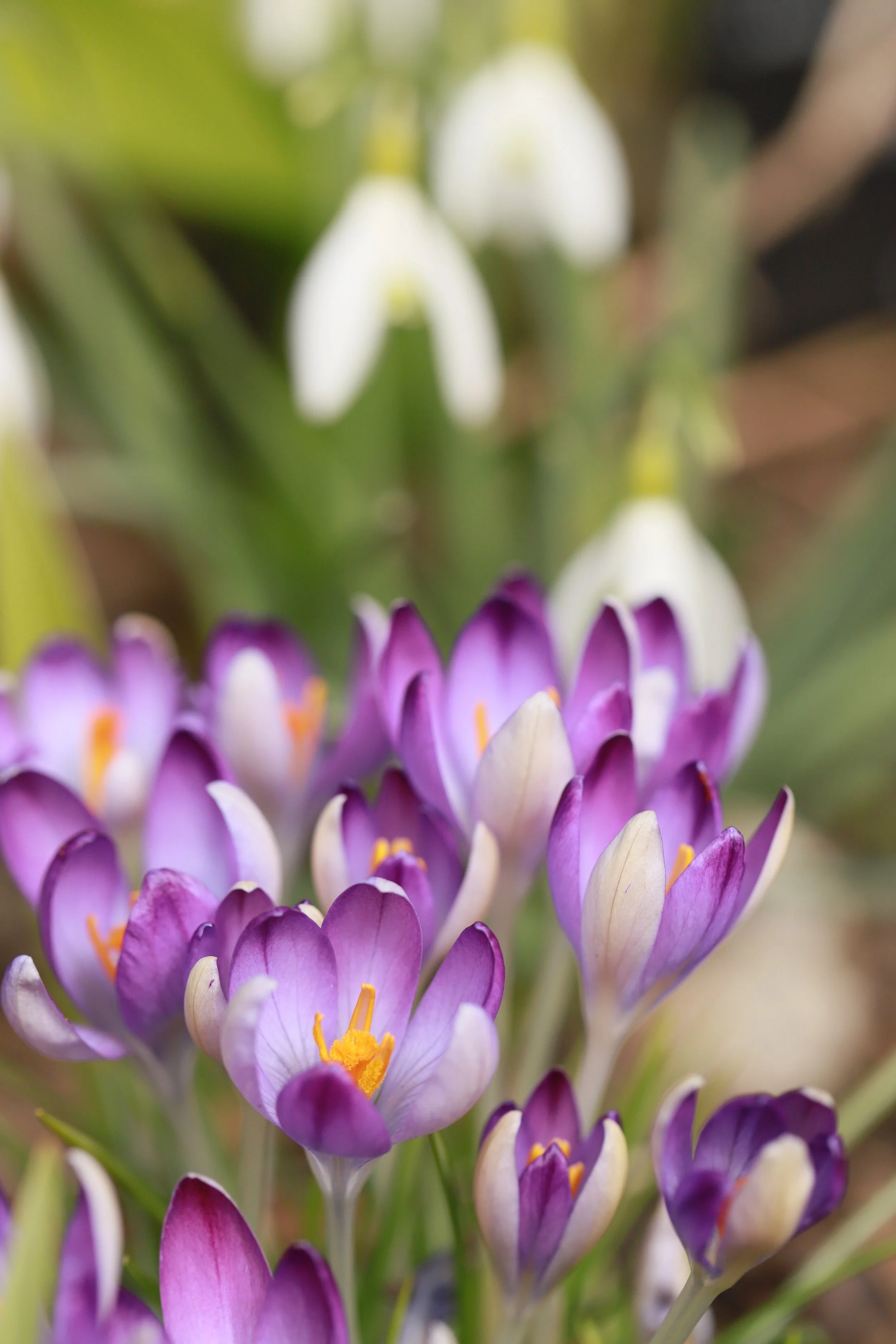 Close-up of purple and white crocus flowers blooming in a garden.