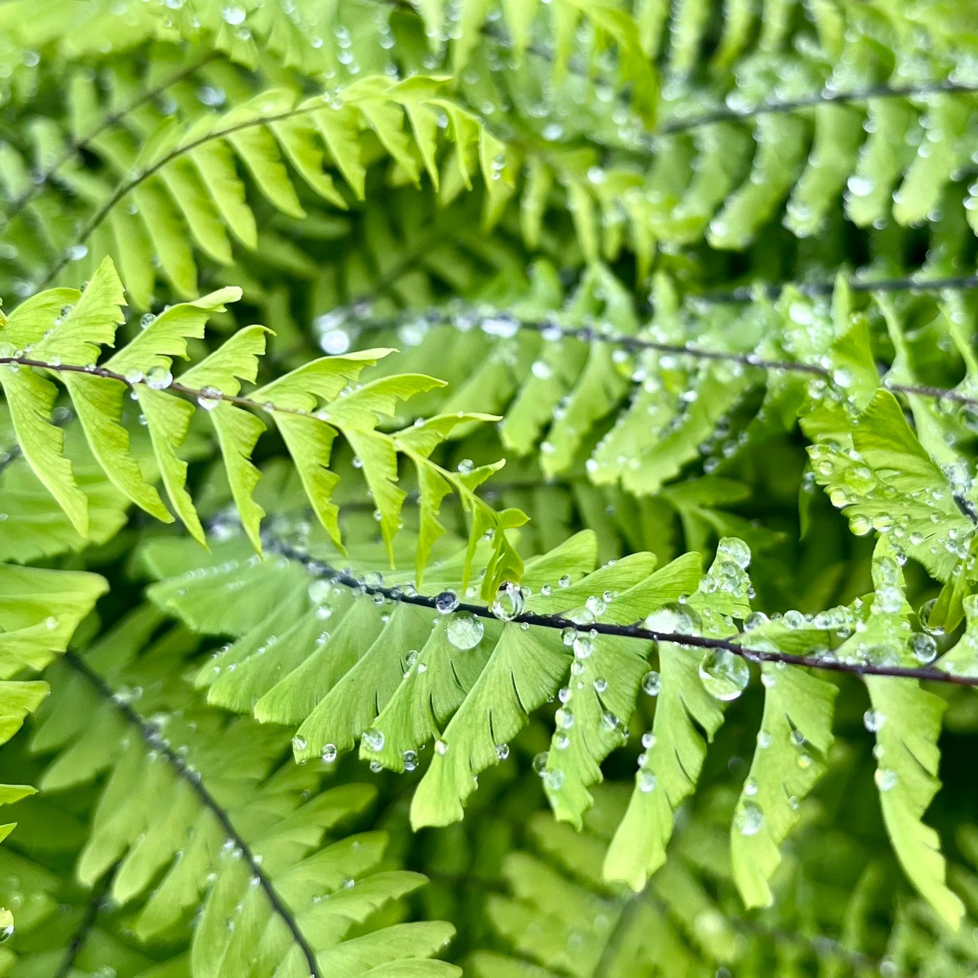 Rain drops on fern fronds. Photo by Kathryn Brimacombe