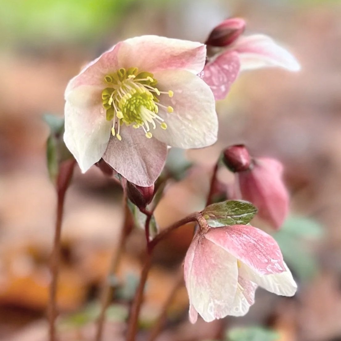 Hellebore blooming in garden. Photo by Kathryn Brimacombe