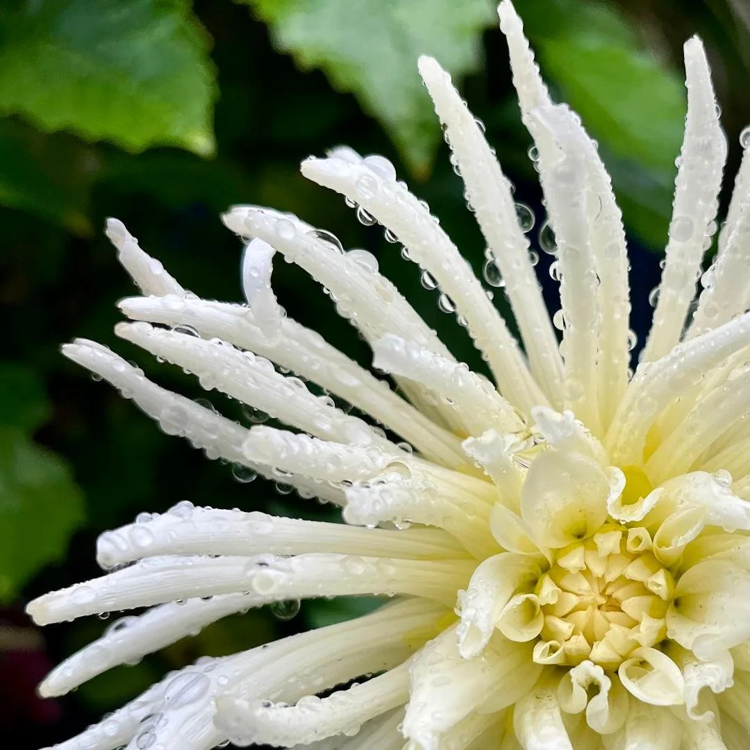 Rain drops on dahlia. Photo by Kathryn Brimacombe