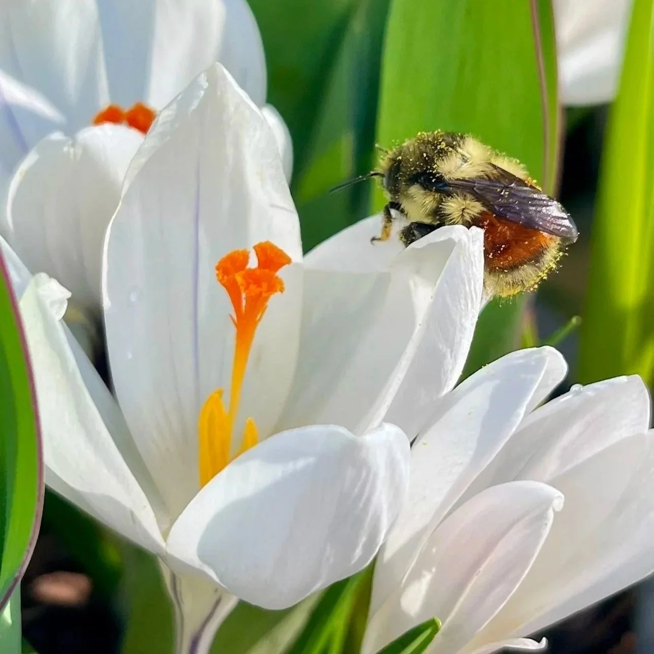 Bee on crocus. Photo by Kathryn Brimacombe