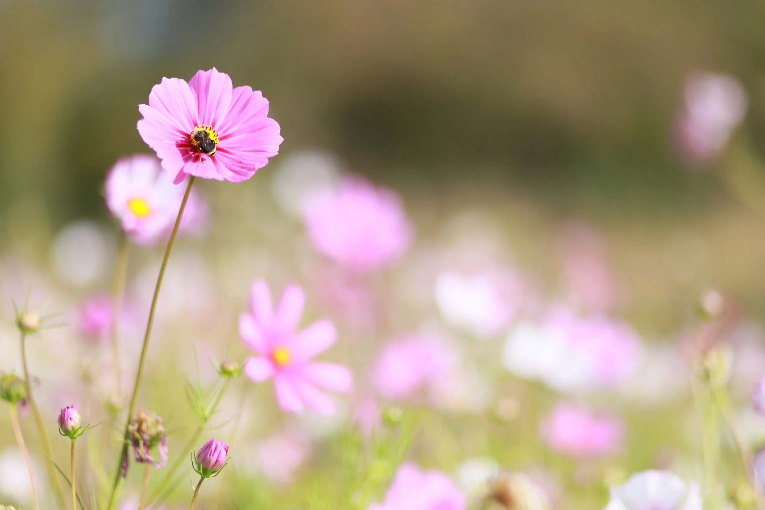 Cosmos. Photo copyright by Kathryn Brimacombe