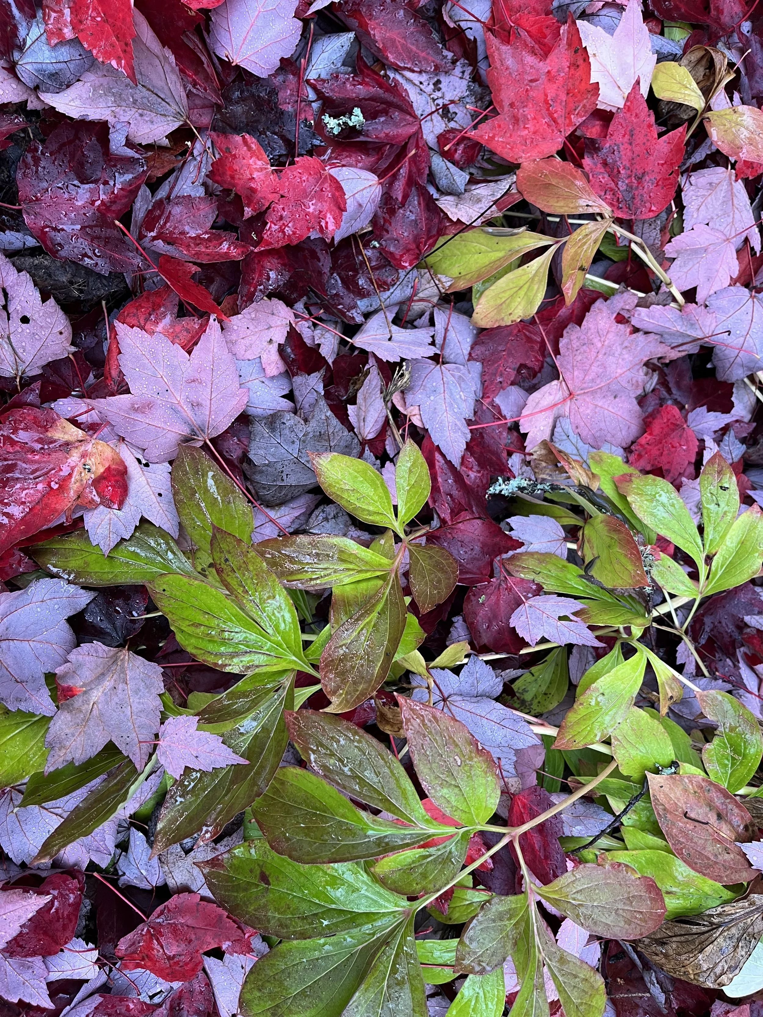 Wet leaves. Photo by Kathryn Brimacombe