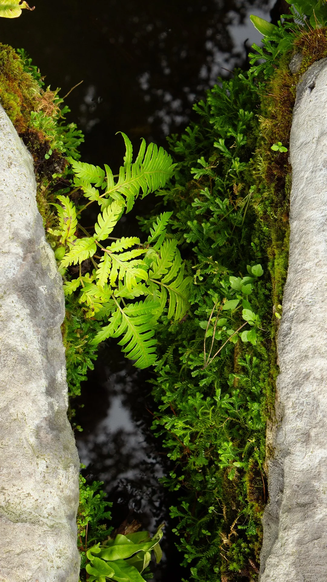 reelfern.jpg