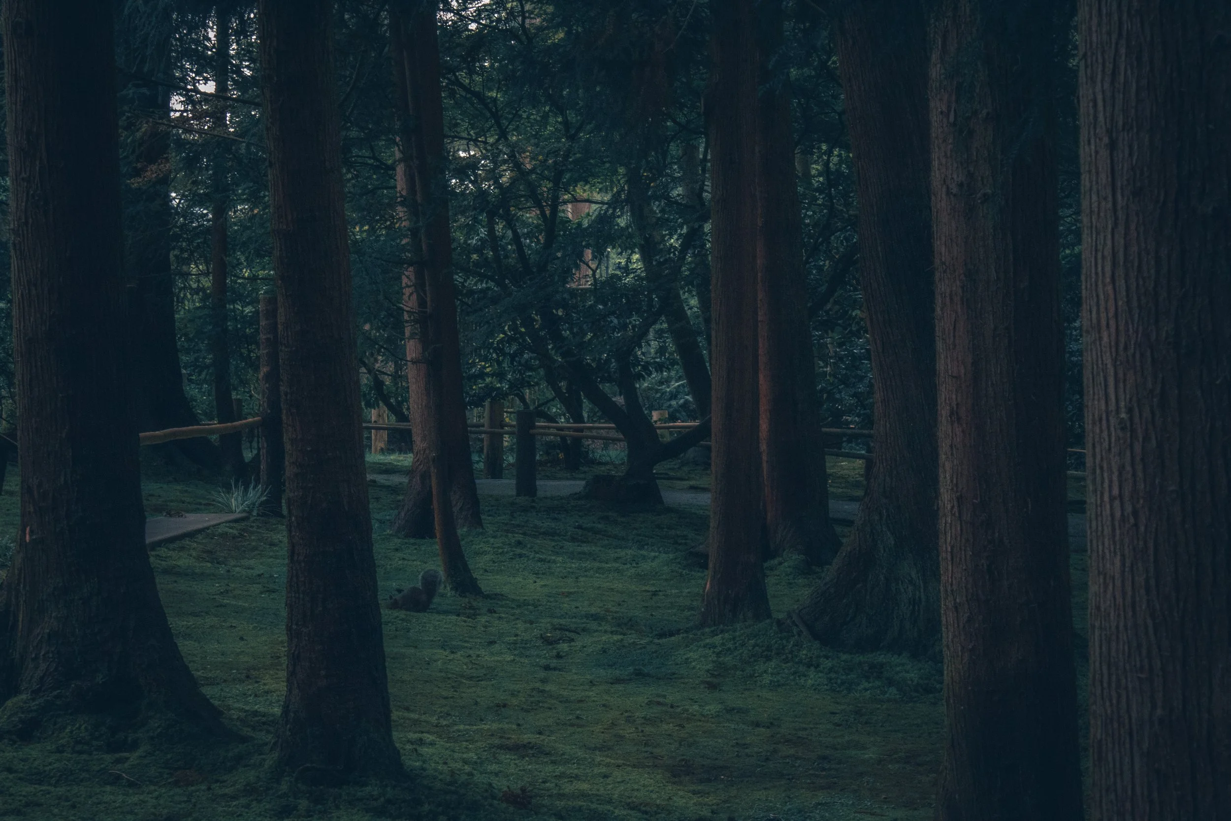 twilightwallpaper.jpg