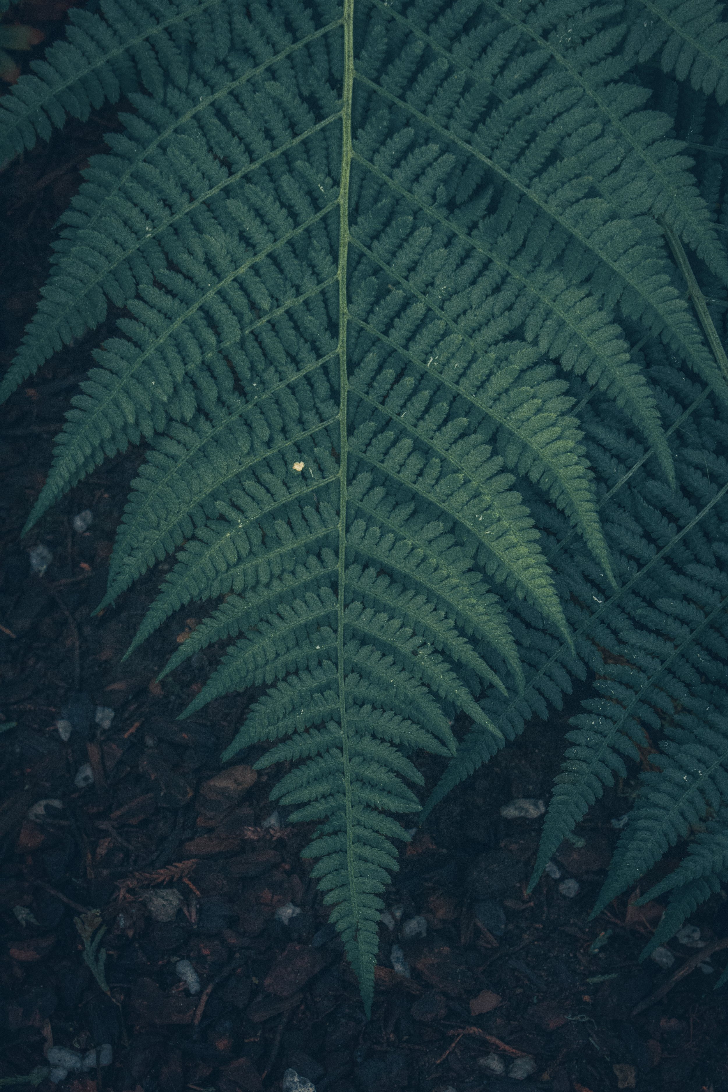 closeferntwi.jpg