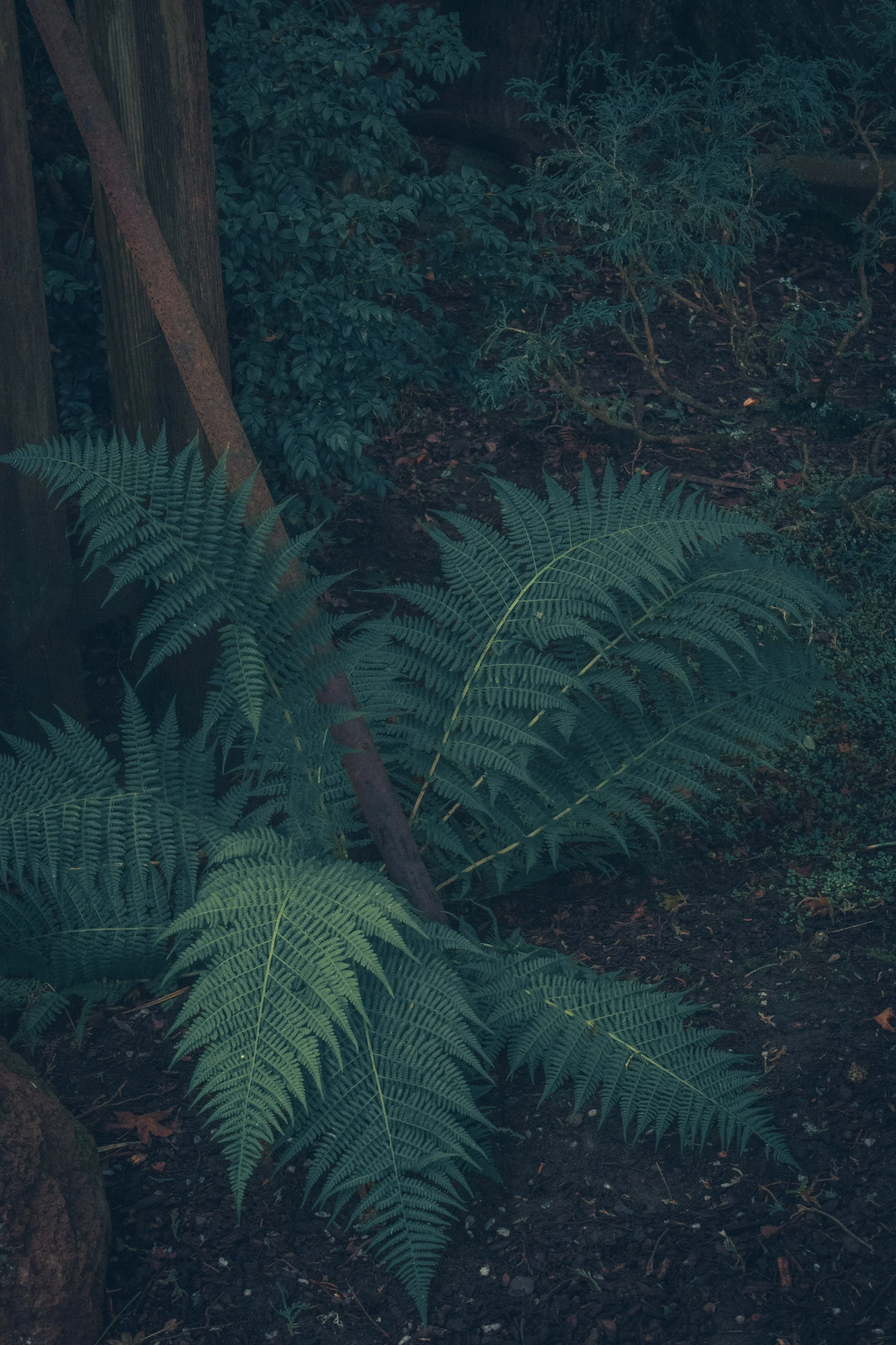 ferntwi.jpg