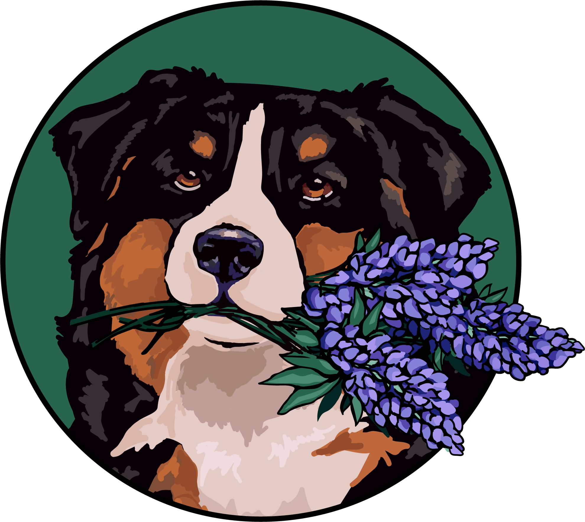 Illustration of a Bernese Mountain Dog holding a bunch of purple lavender flowers in its mouth, with a green circular background.
