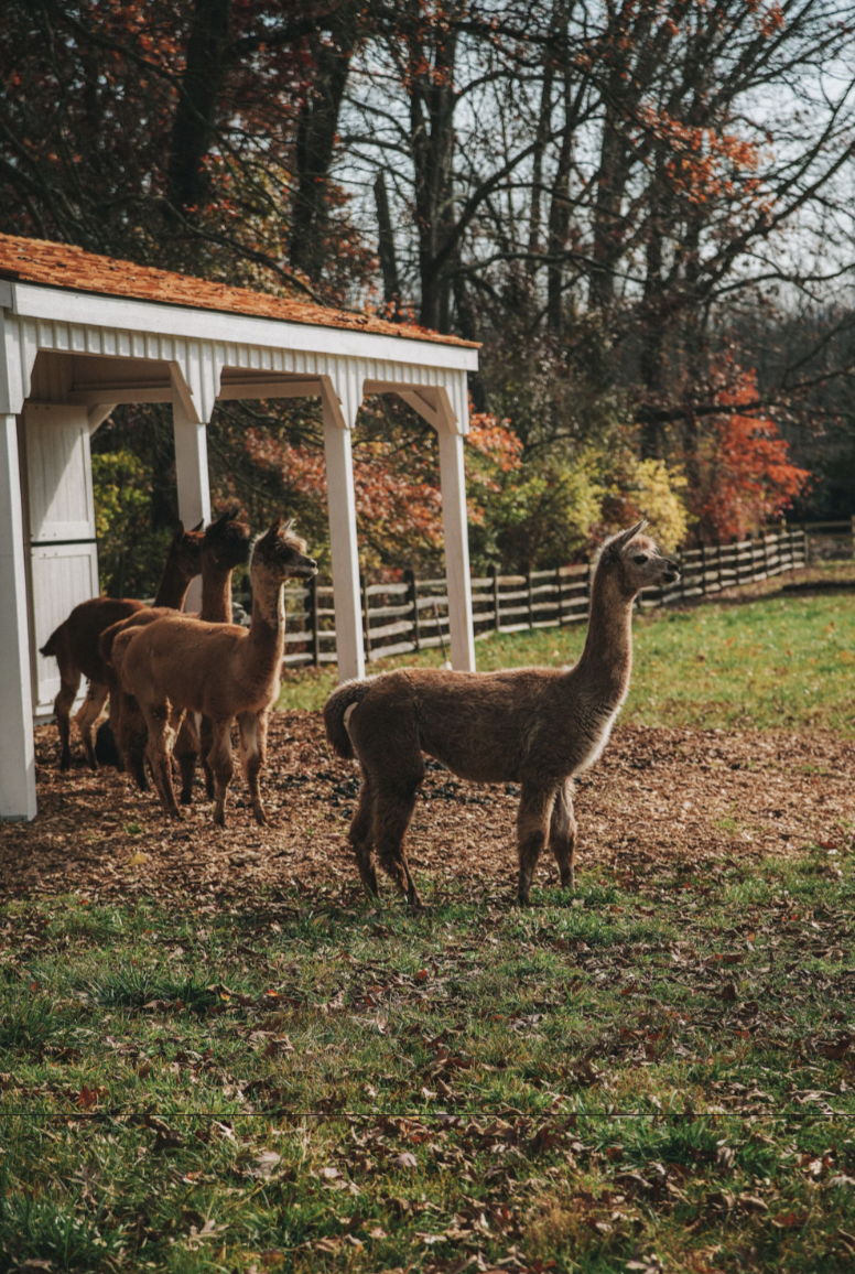 Screenshot 2025-10-17 at 10.57.32 PM.png