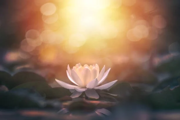 lotus-flower-in-water-with-sunshine.jpg