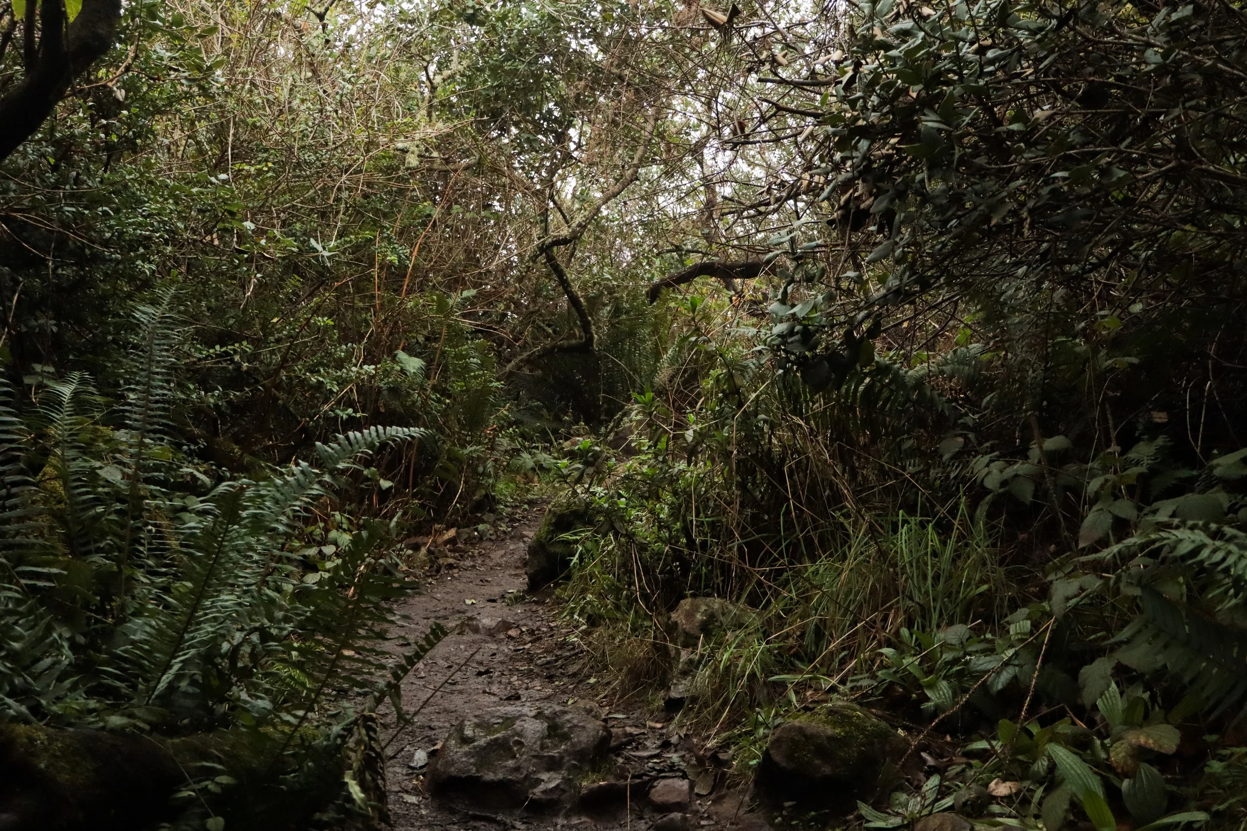Overgrown in Trinidad, CA, USA.jpg