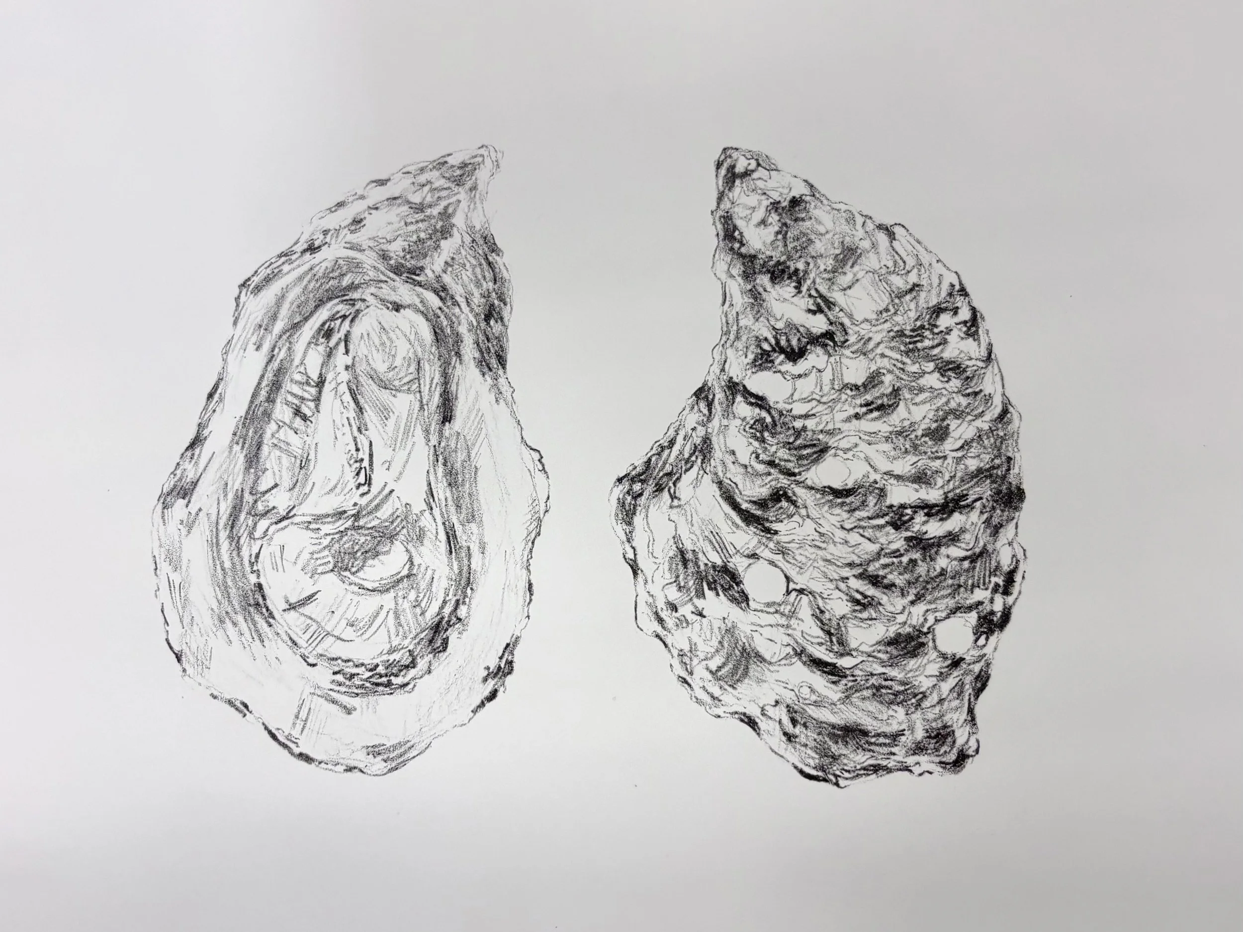 Oysters. 2025, Ink on paper