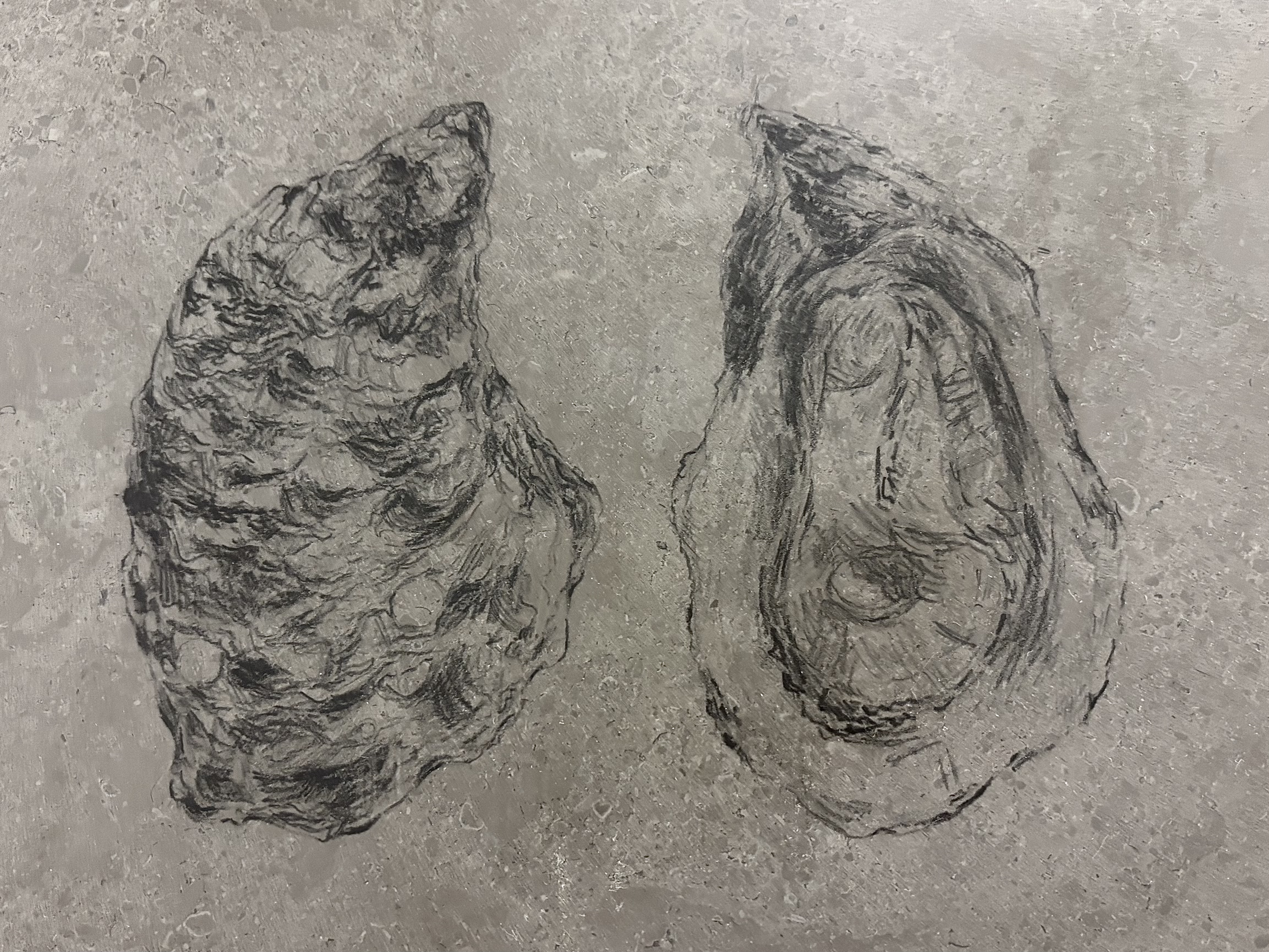 Oyster. 2025, Lithographic pencil on litho-stone