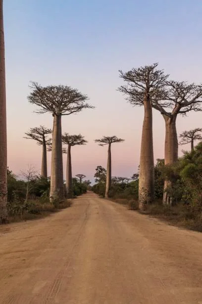 Allée des Baobab.