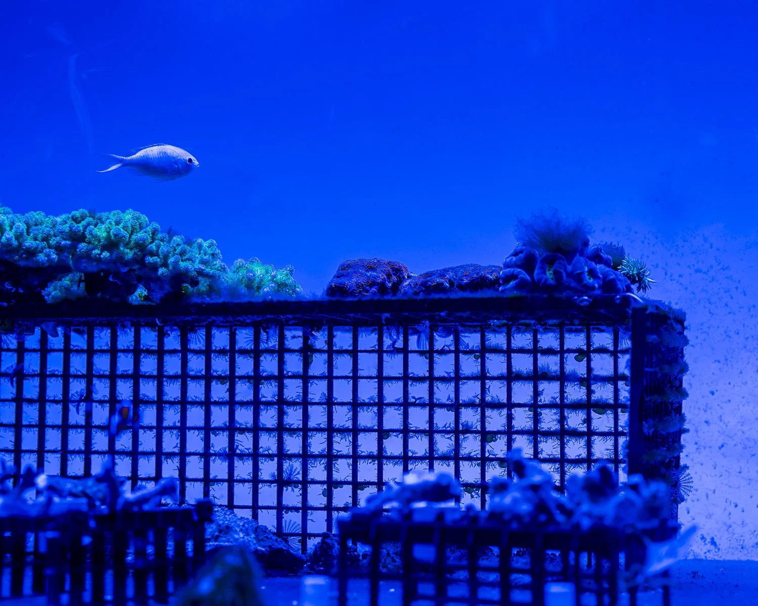 Growing coral onto test frames