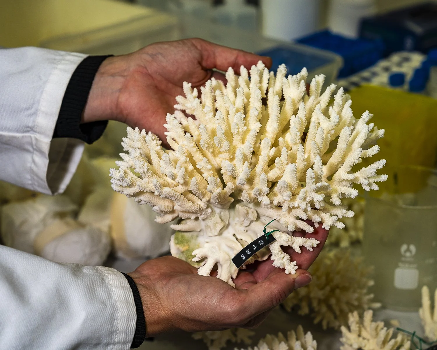 Testing coral resilience to warming oceans