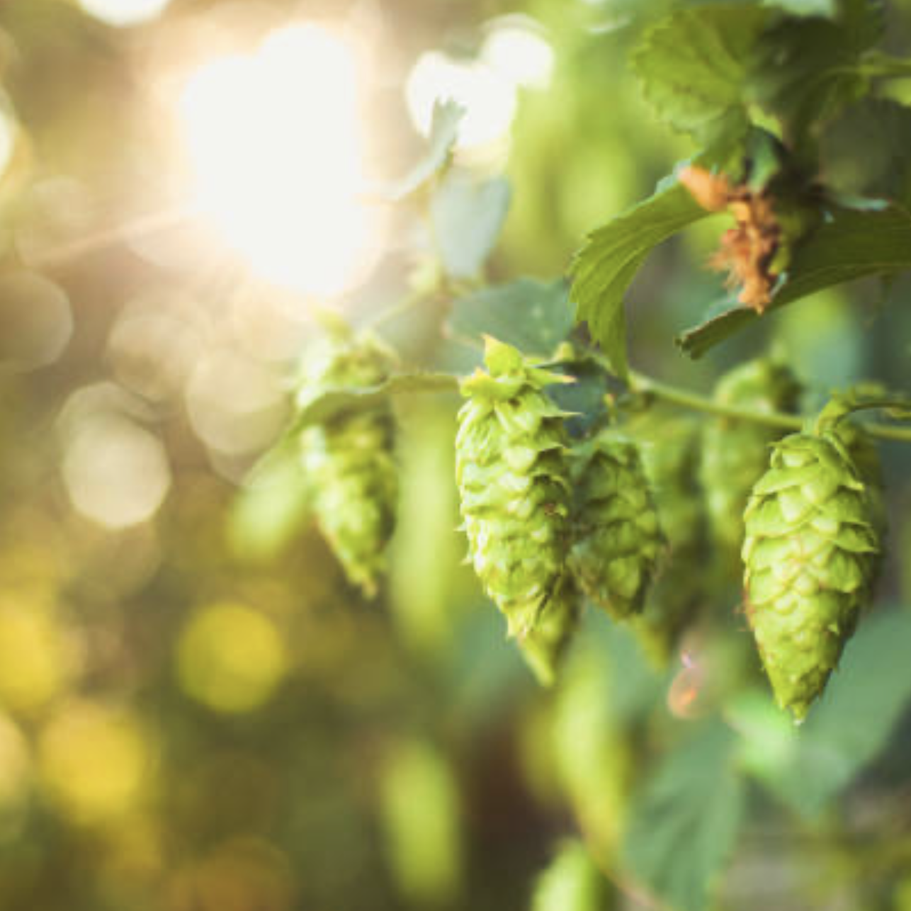 Close-up of green hop cones hanging from a vine, with sunlight filtering through leaves in the background.