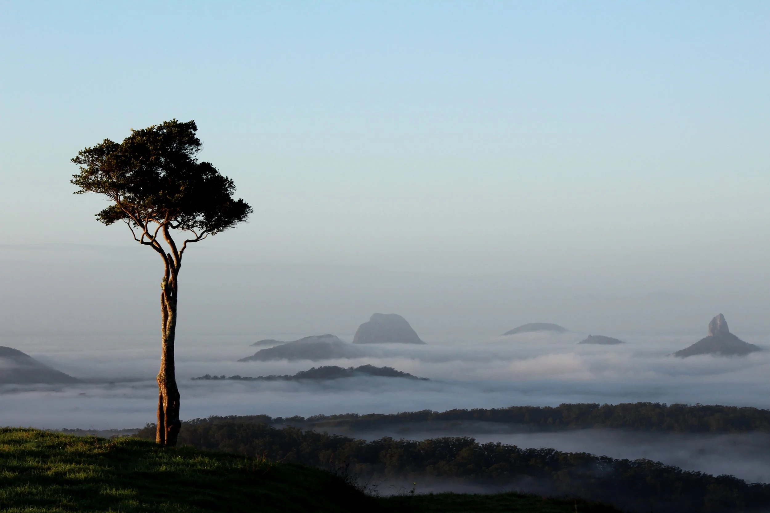 A solitary tree stands on a grassy hill, with a backdrop of mountain peaks emerging from fog in a landscape scene.