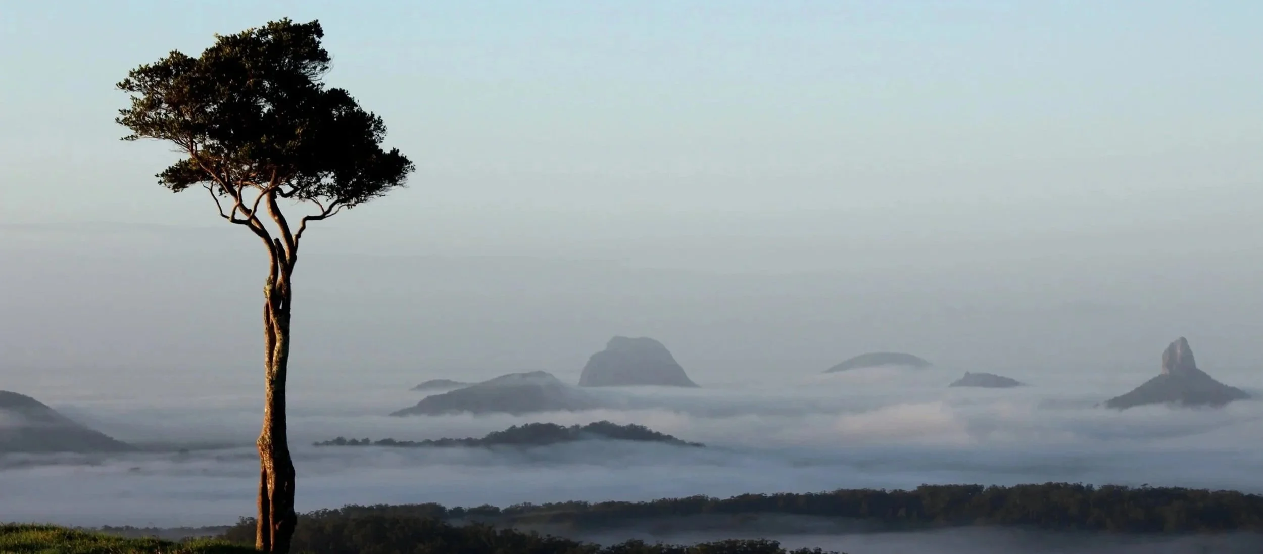 A lone tree stands on a grassy hill with a foggy landscape of hills and mountains in the background, visible through a light mist.