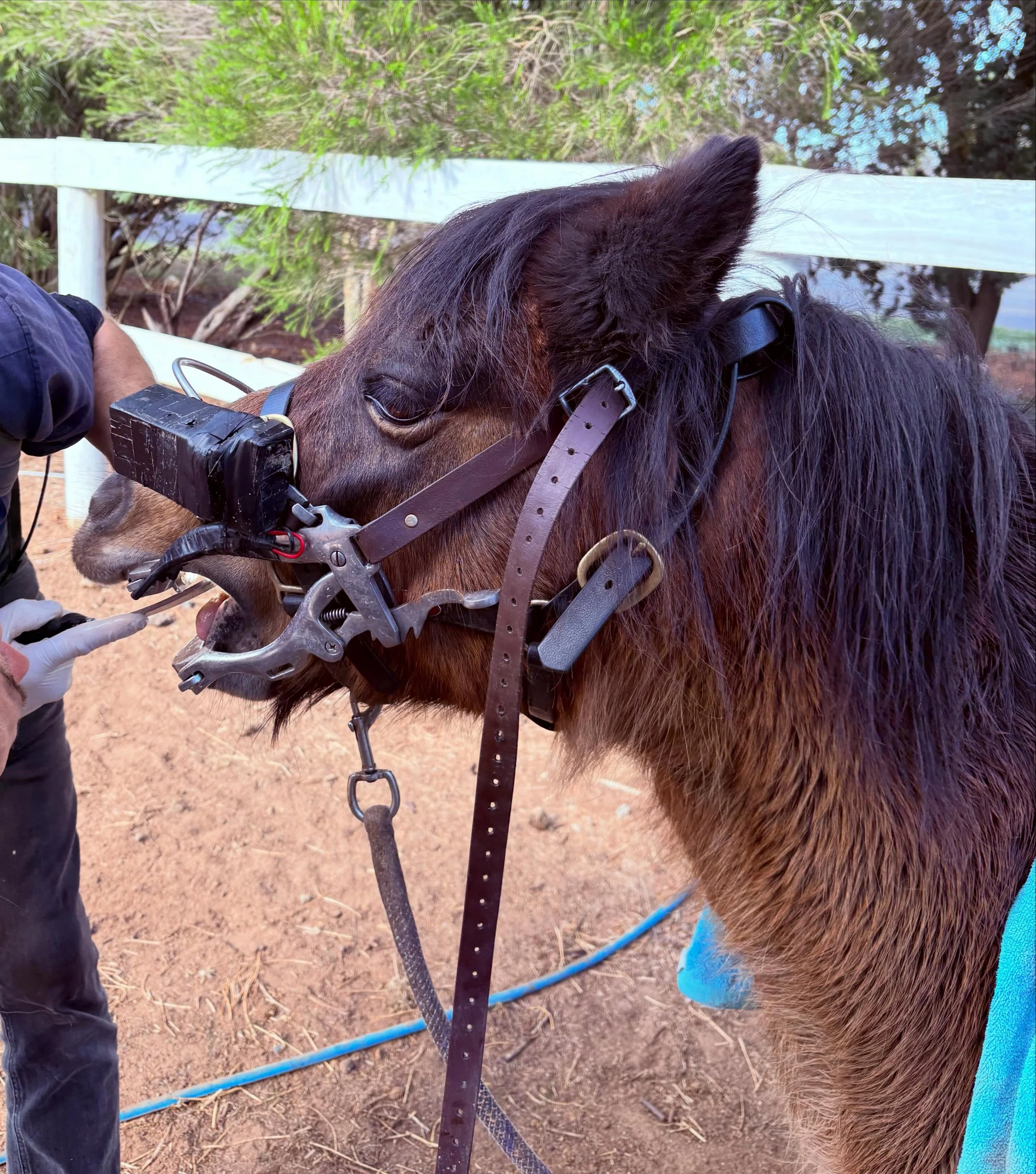 Did you know ponies need to go to the dentist too ?! 
Charlie and Charlotte were so good for our fabulous kind and patient dentist today 🫶✨

( anyone think these contraptions are a little Silence of the Lambs though 🥴😩)