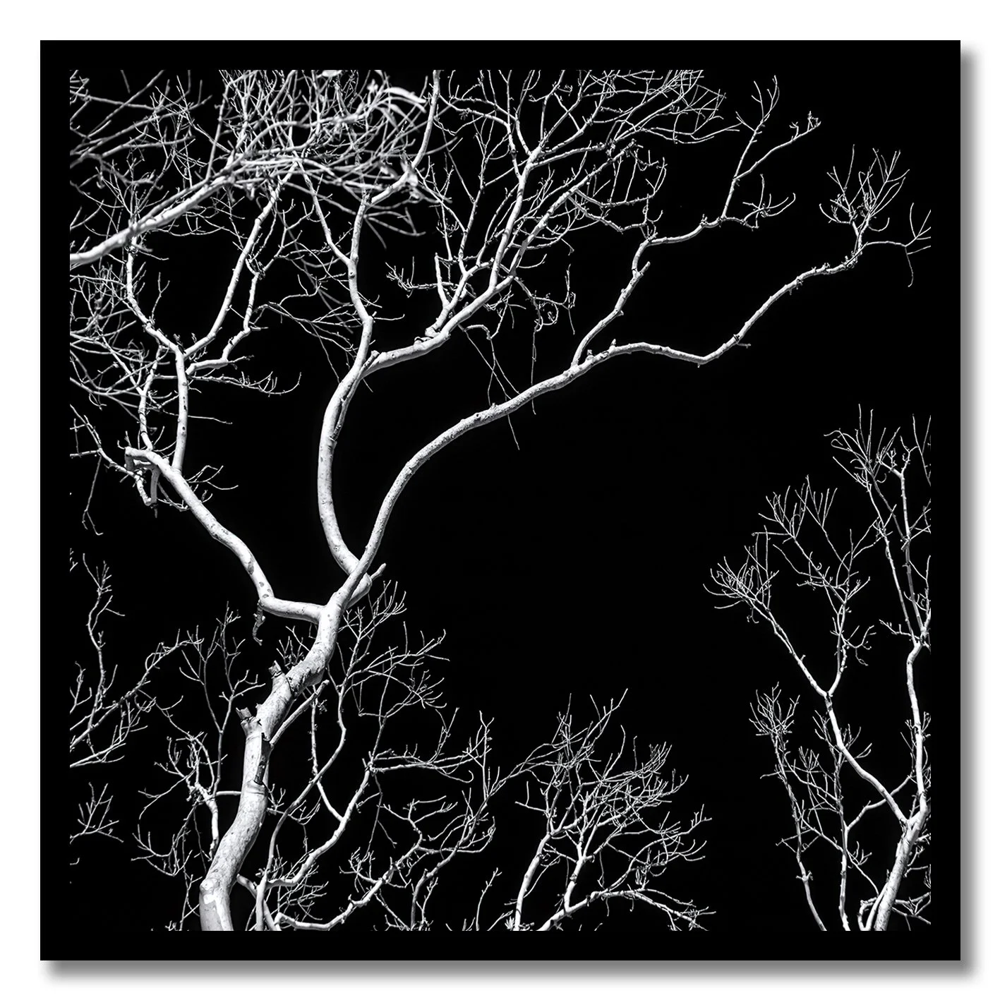 Black and white photograph of bare tree branches against a dark night sky