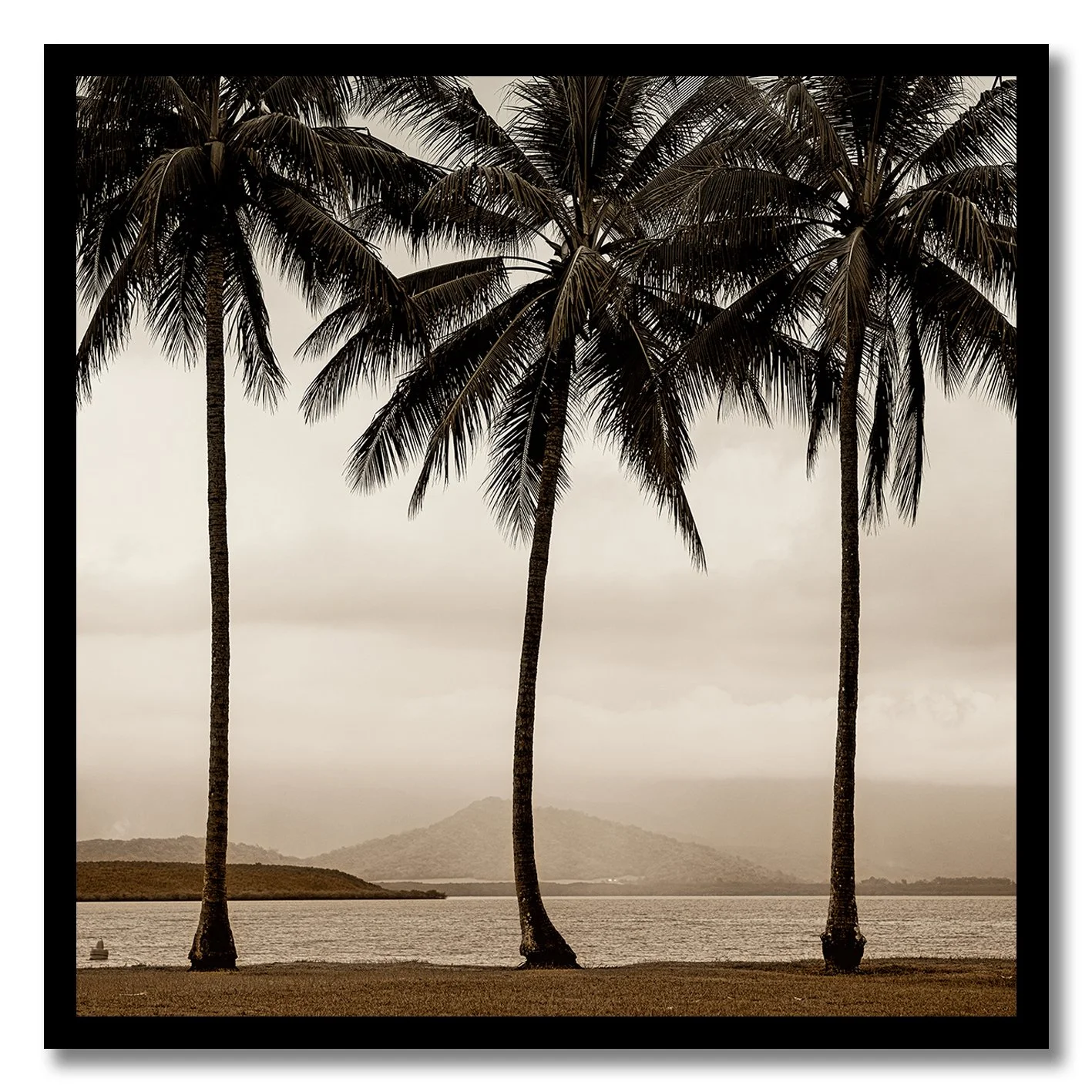 Black and white photograph of palm trees beside misty Queensland water