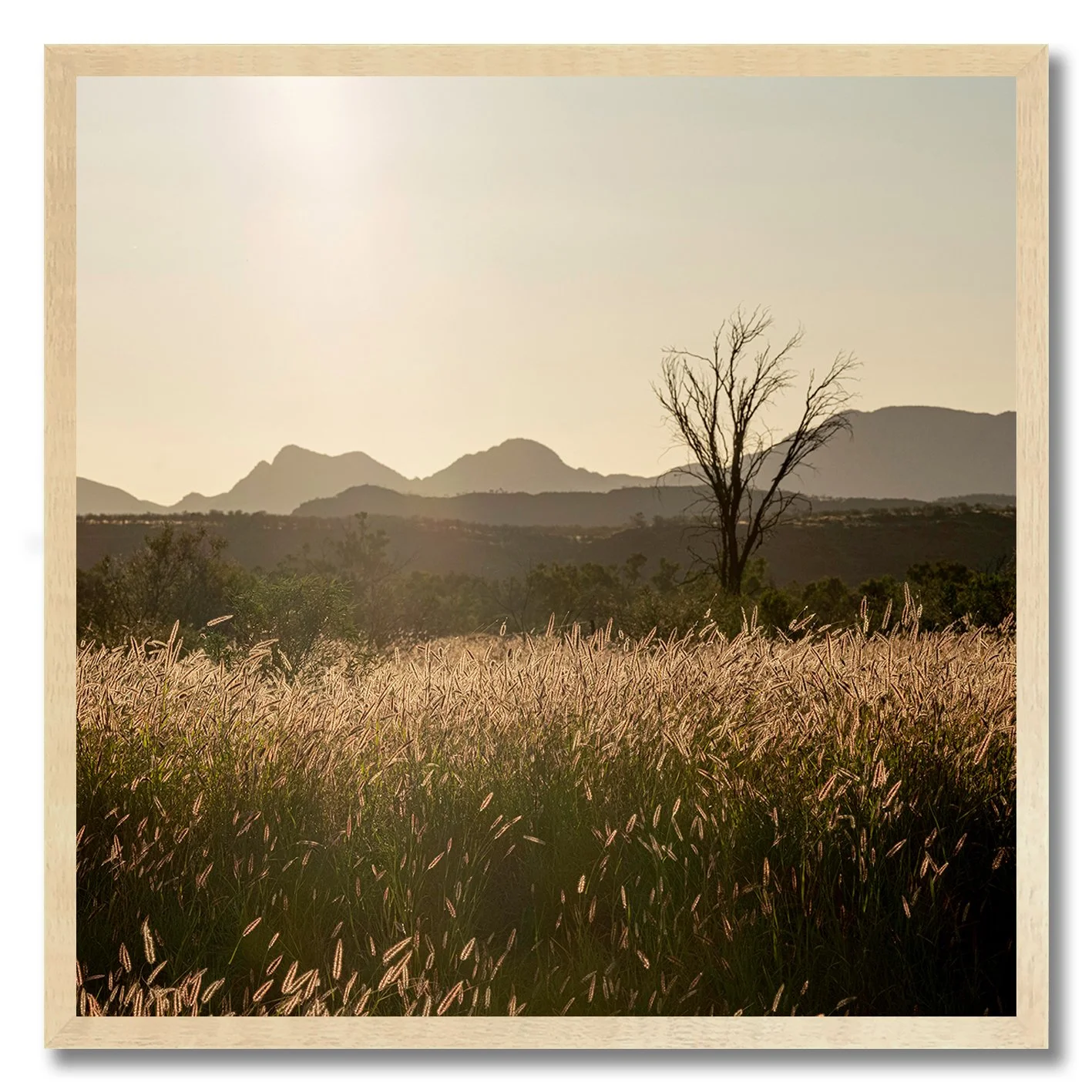 Golden hour photograph of Australian outback grass plains and lone tree with mountains in background