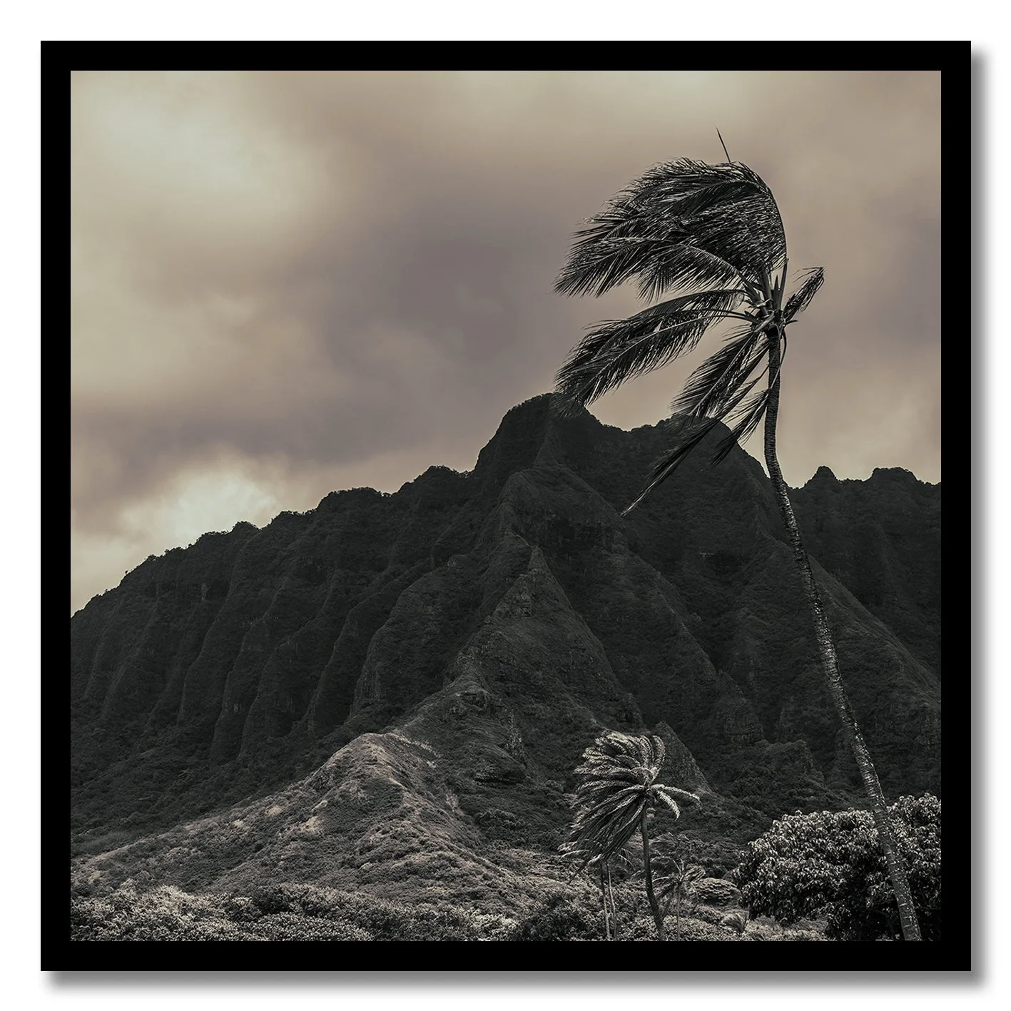 black and white hawaii mountain landscape with palm trees photograph